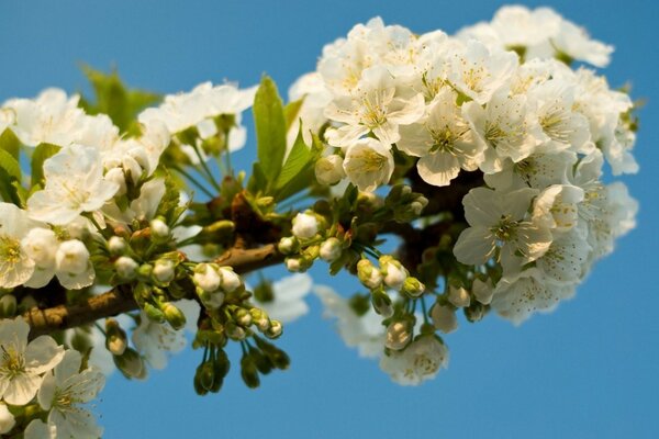 Weiße Sakura während der Blüte