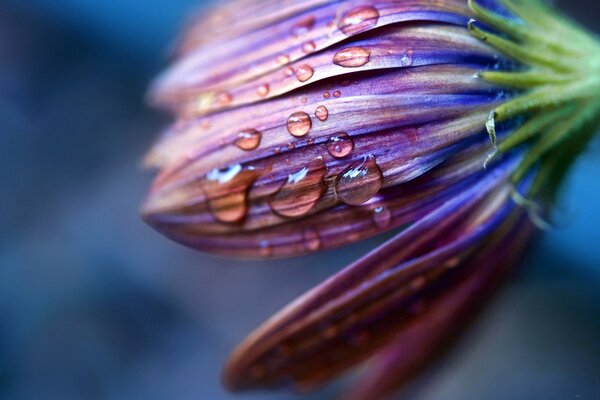 Macro de plantes: la rosée du matin tombe des pétales