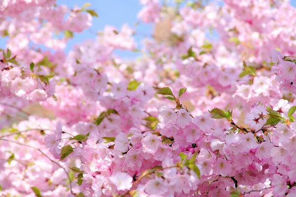 Pink cherry blossoms in the sunlight