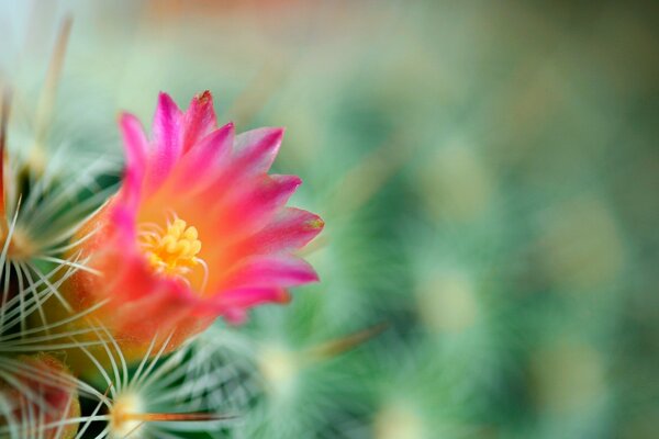 Belle fleur de cactus dans le flou