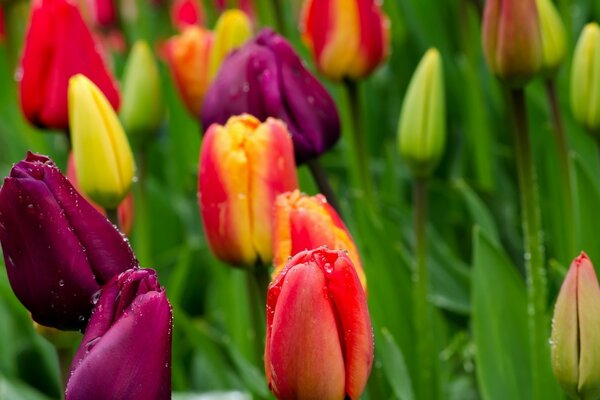 Tulipanes multicolores con gotas de rocío