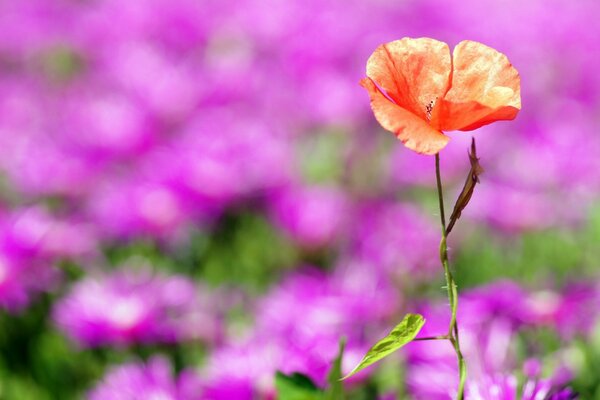 Amapola roja sobre fondo de flores púrpuras