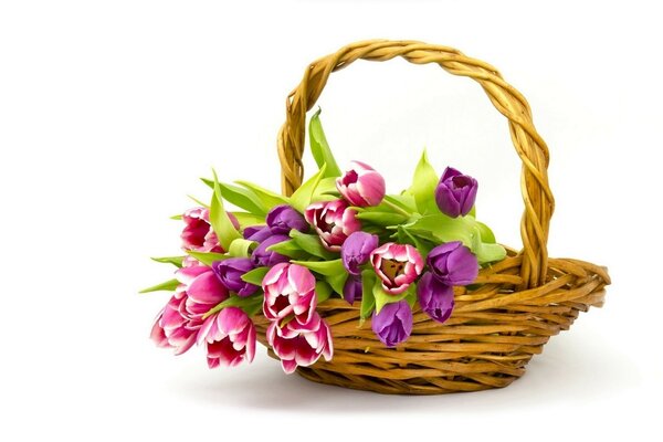 A basket of Tulips for a holiday