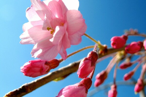 Kirschblüte auf Himmelshintergrund