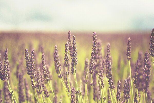 Fleur pourpre dans le champ