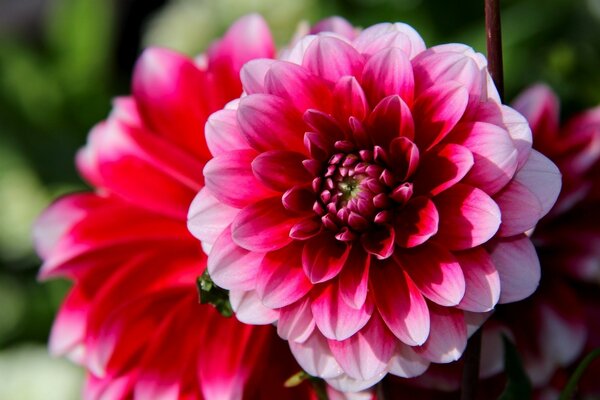 Belle fleur de Dahlia lumineux