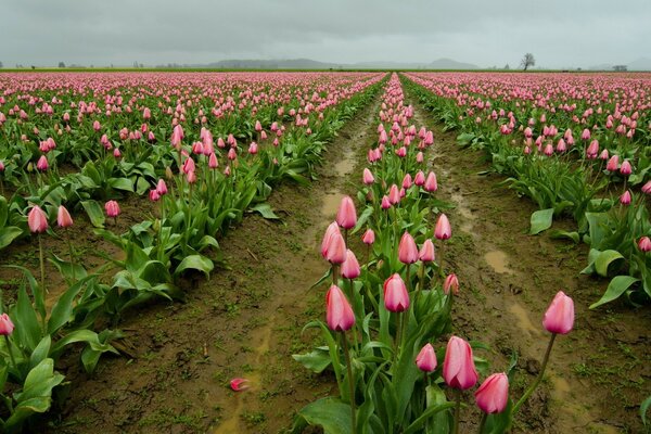 Rosa Tulpen-Plantage-Feld