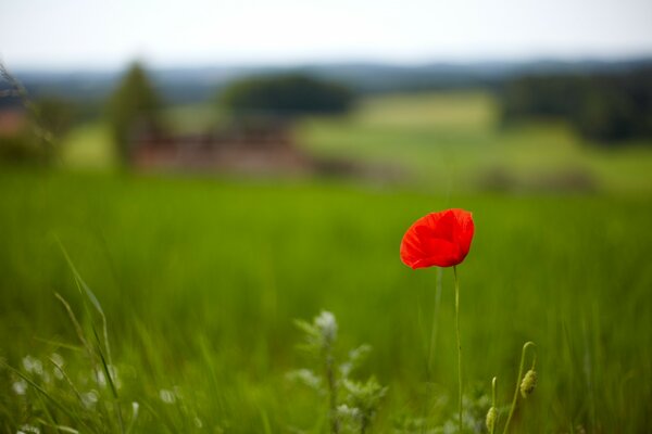 Ein Mohn wächst auf dem Feld