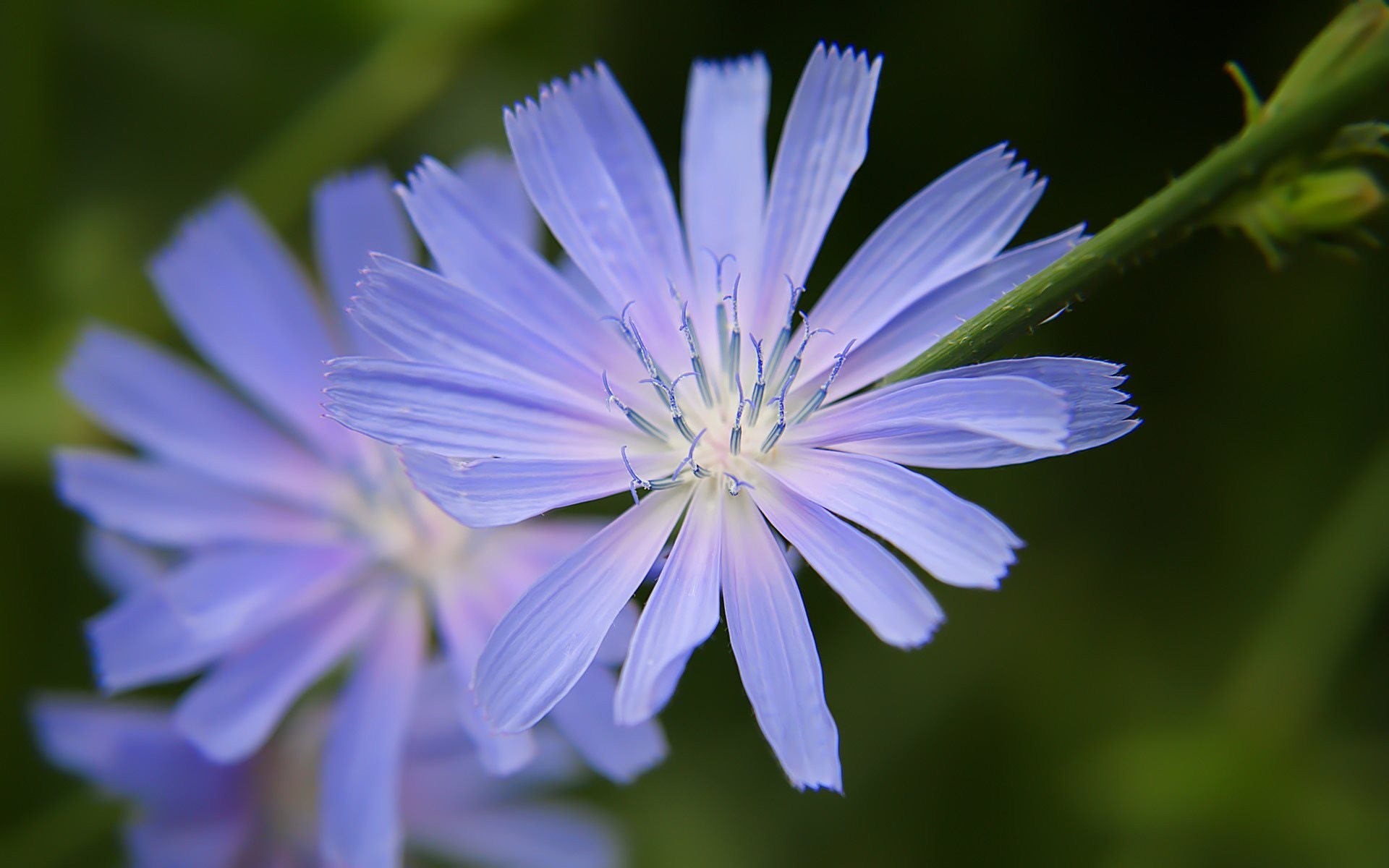 flor campo