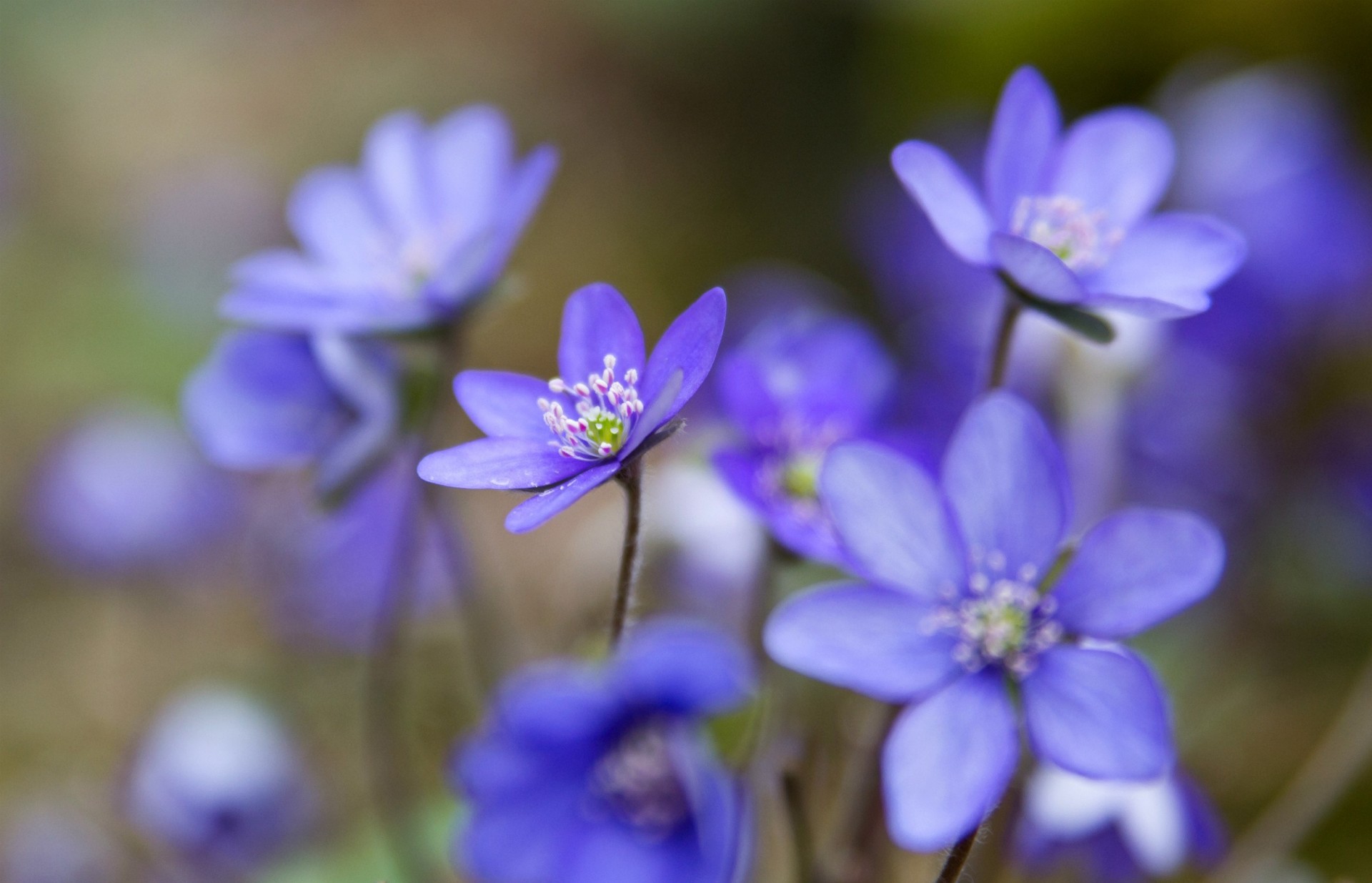 macro boschi blu petali foresta