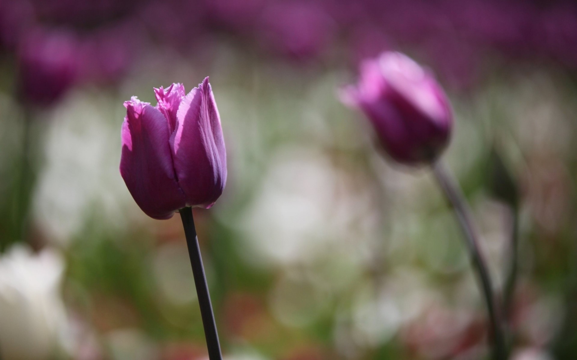 bokeh tulips flower