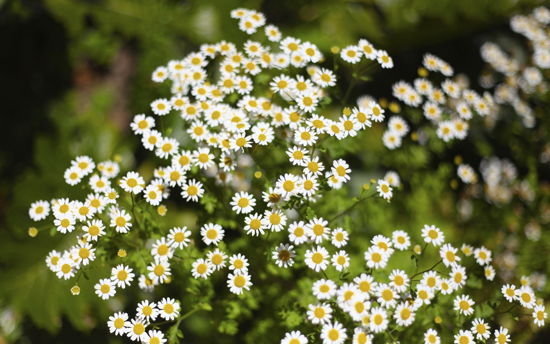 marguerites herbe verdure flou fleurs