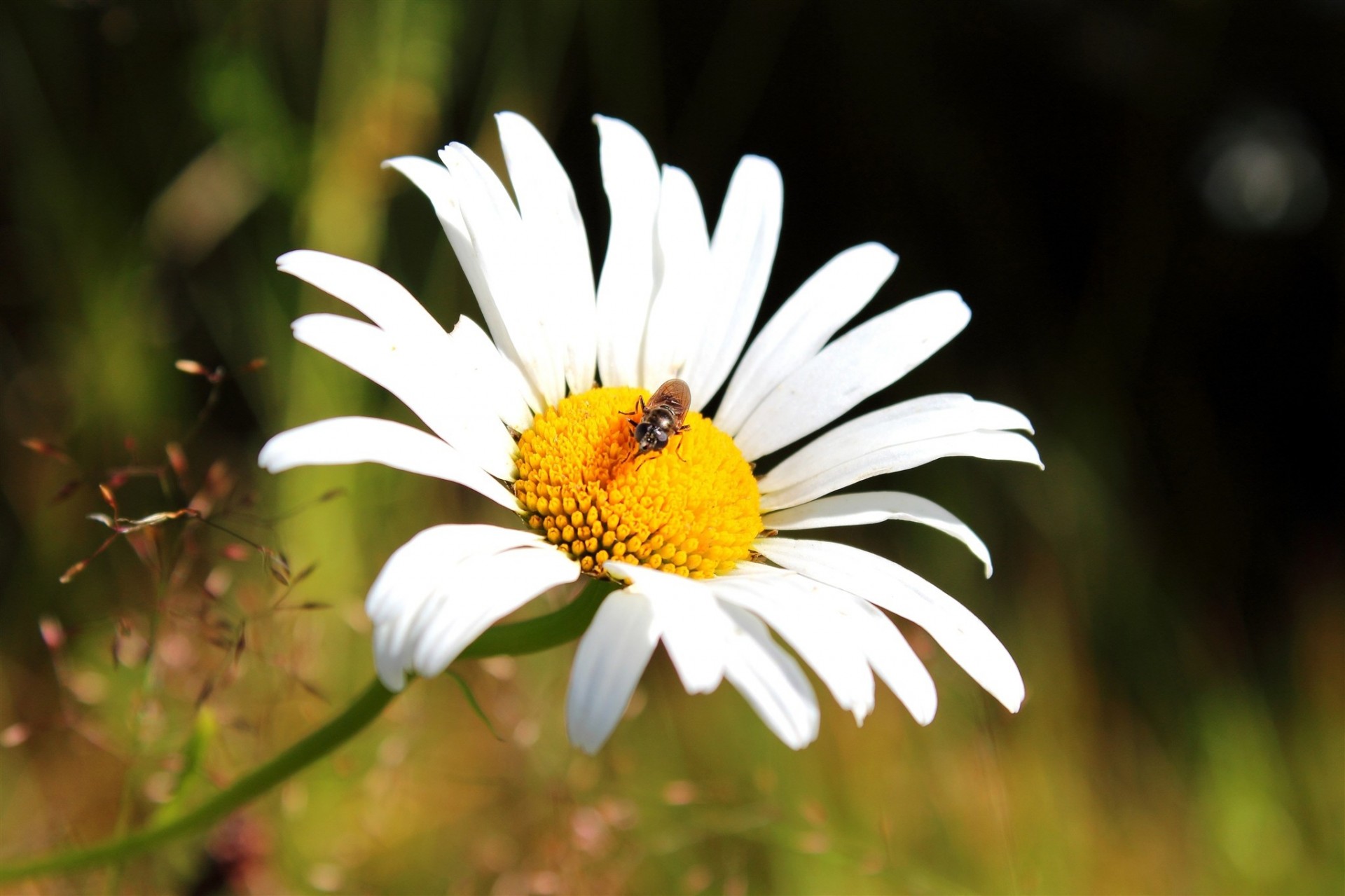 bee daisy the stem close up petal