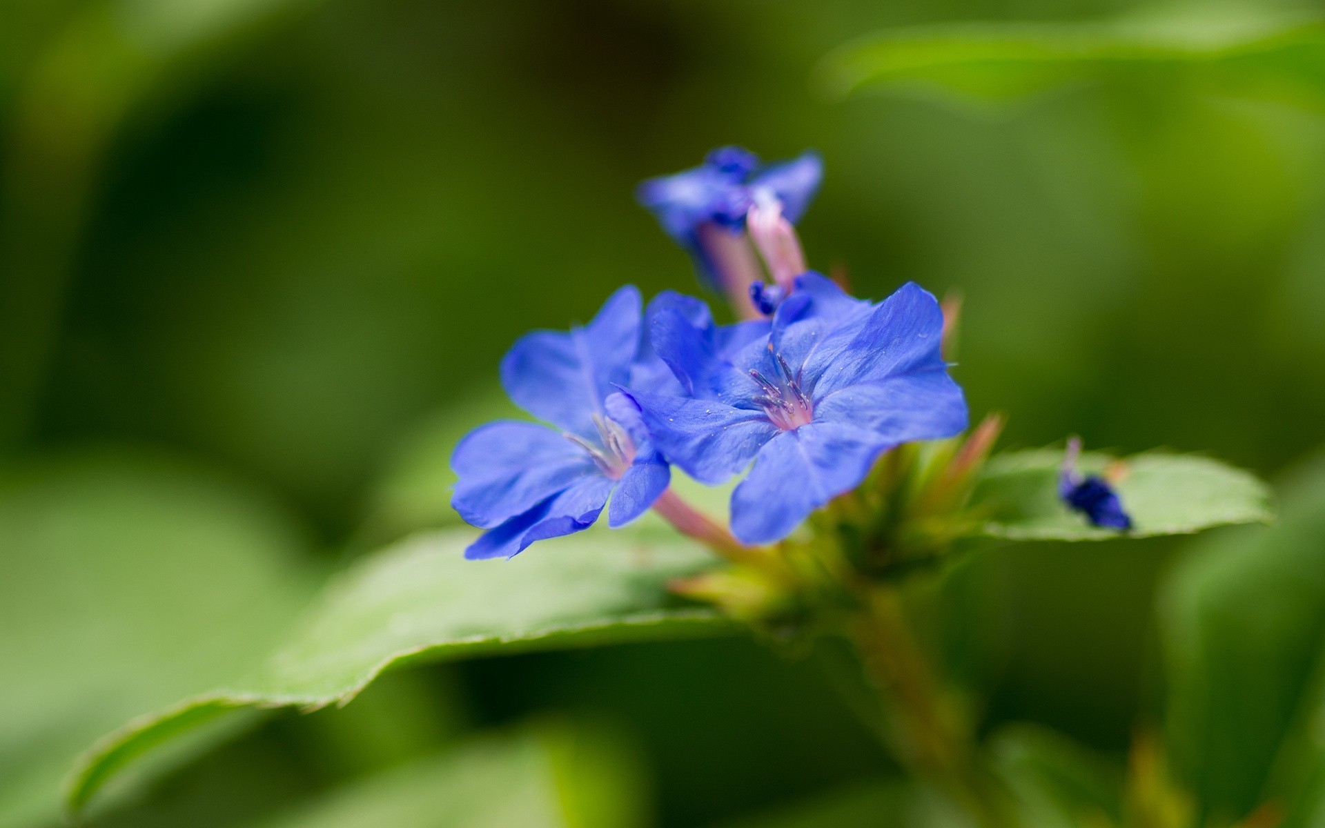 blatt grün staubblätter blumen unschärfe blau blütenblätter