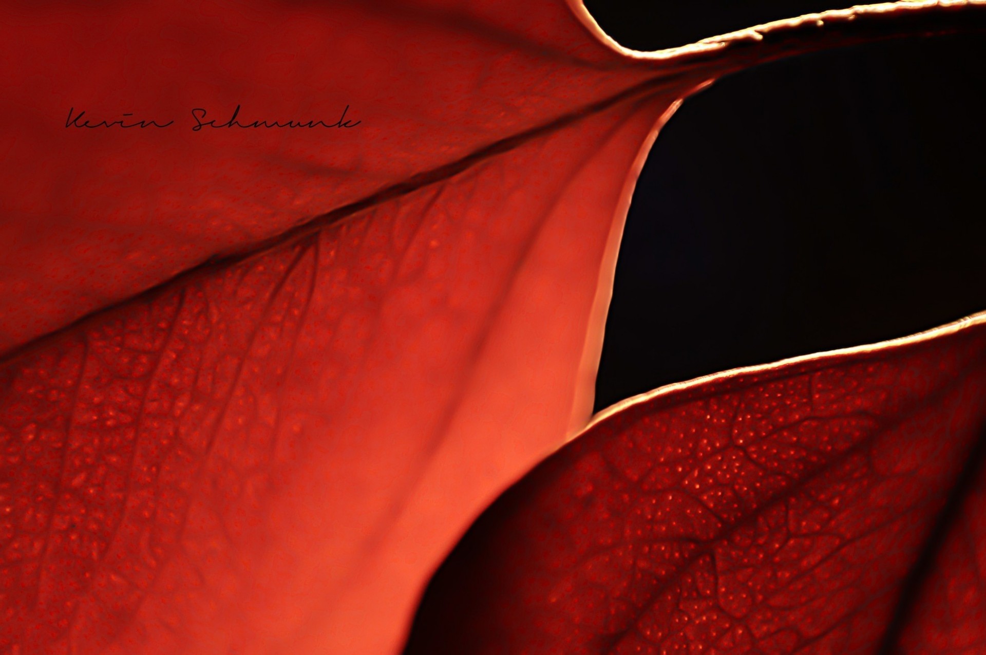 planta otoño macro rojo