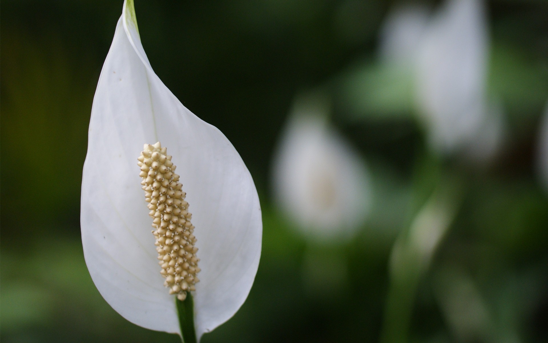 makro kwiat spathiphyllum zieleń biały