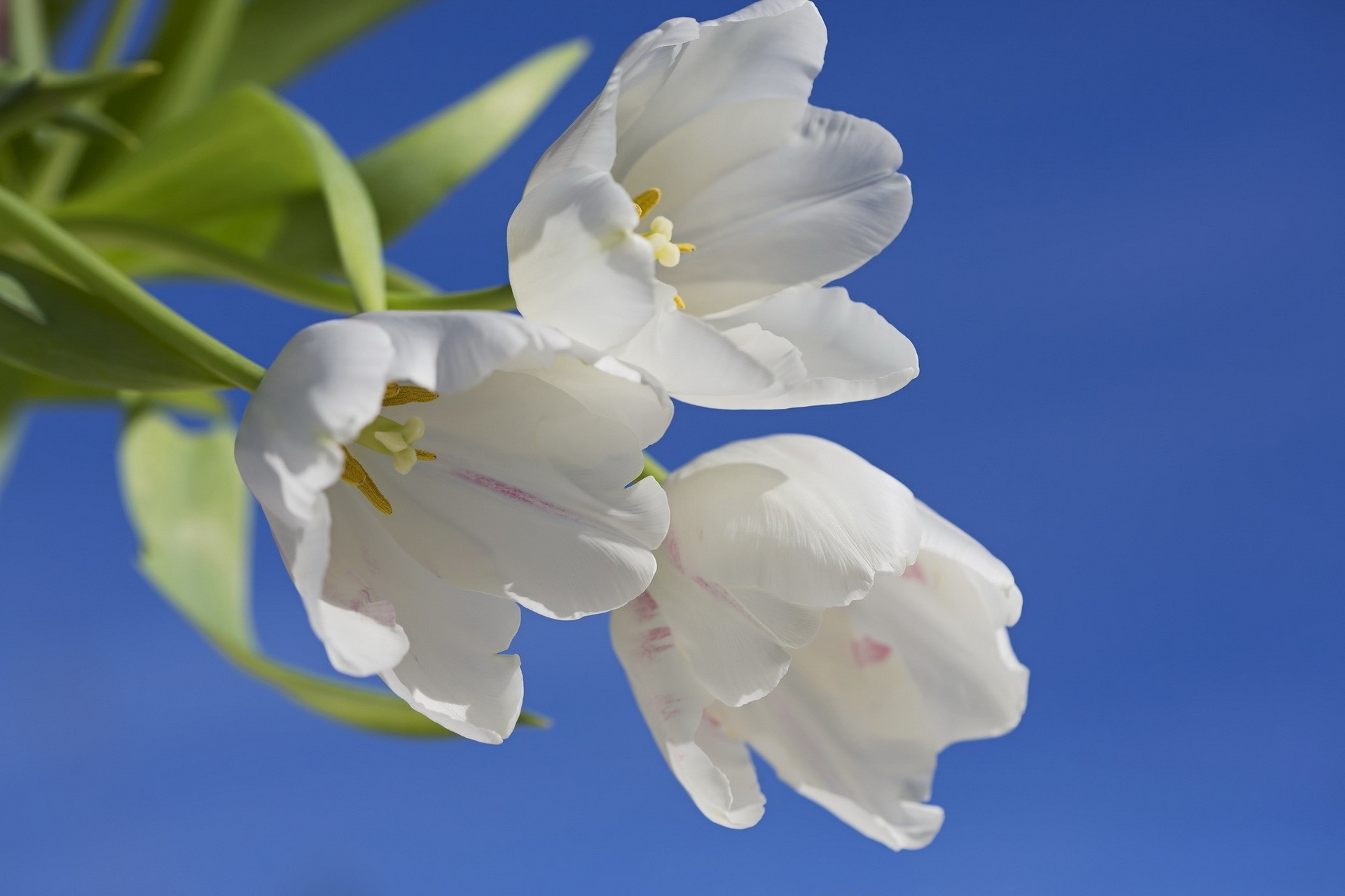 nature fleurs tulipes