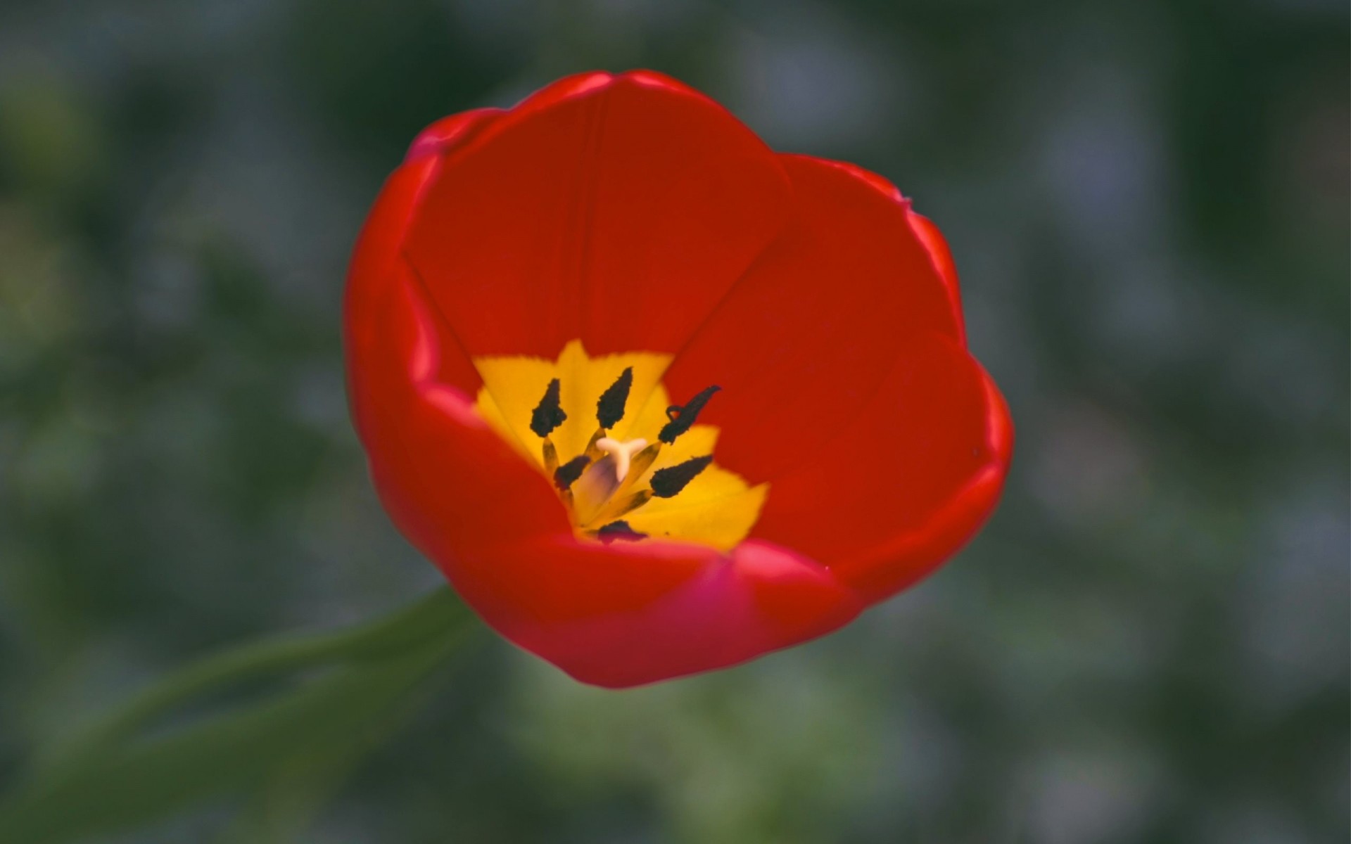 pétalos uno amarillo