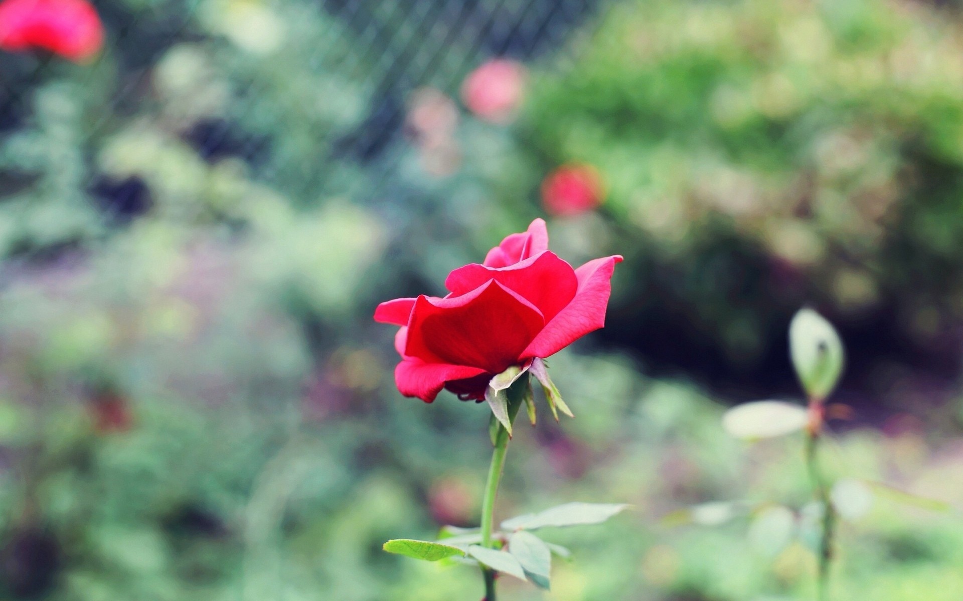 fleurs verdure rose fond papier peint rose flou tige pétales