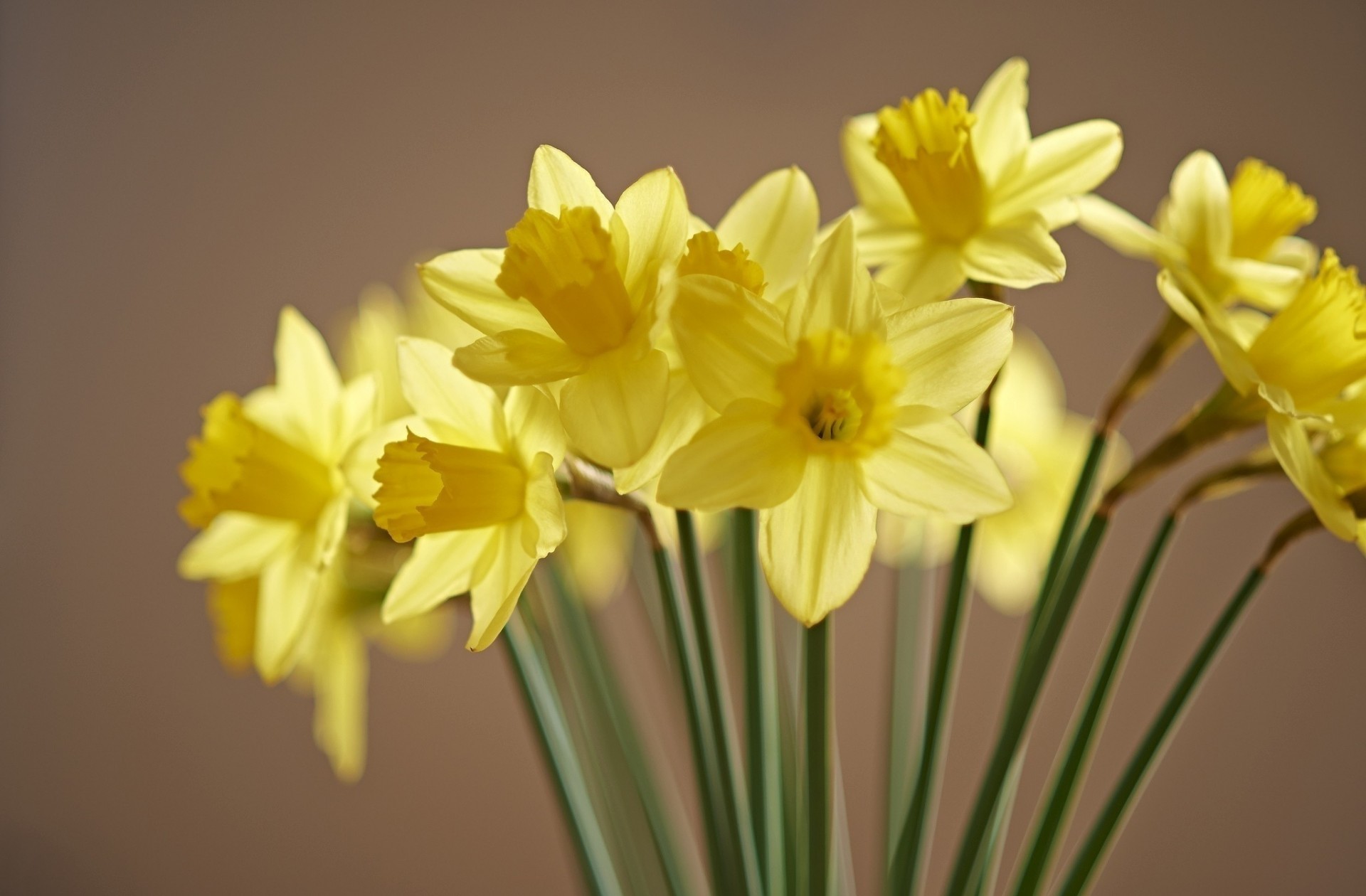 jonquilles fleurs jaune