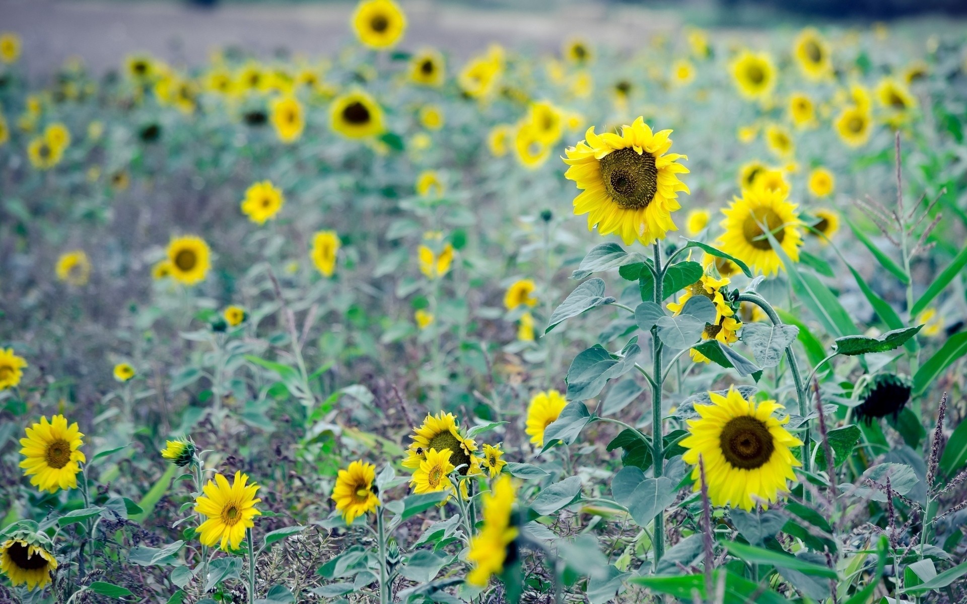 hoja flores fondo papel pintado girasoles campo girasol