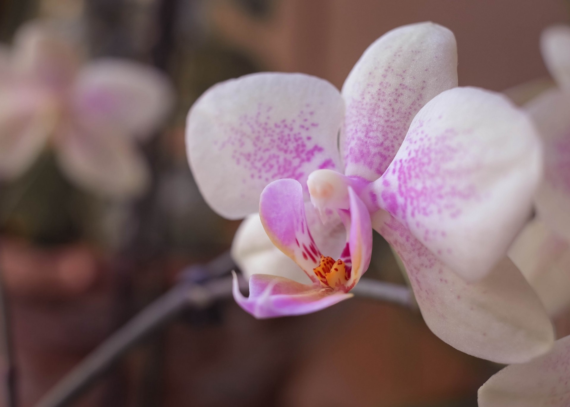 flor pétalos orquídea