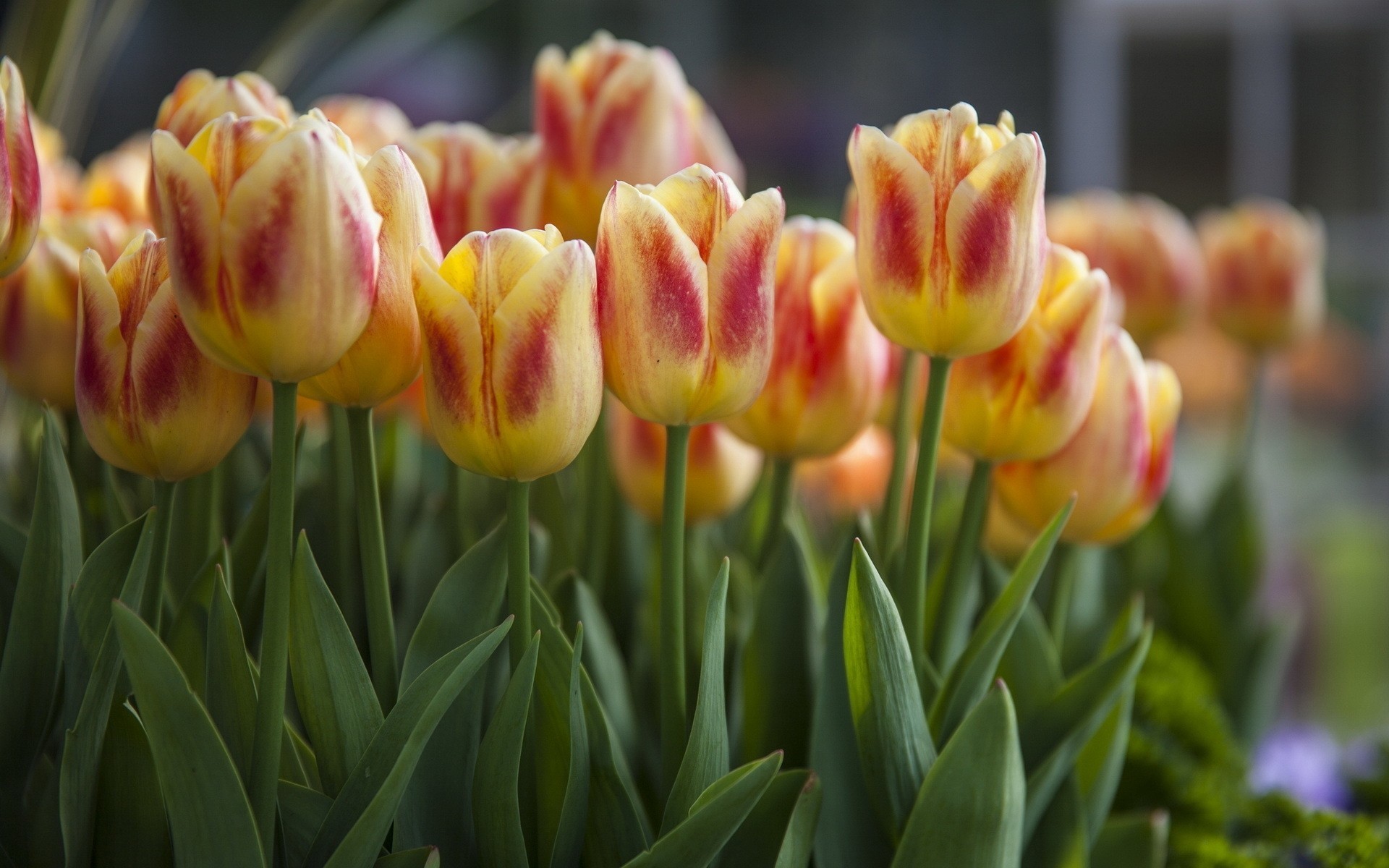 nature flower tulip