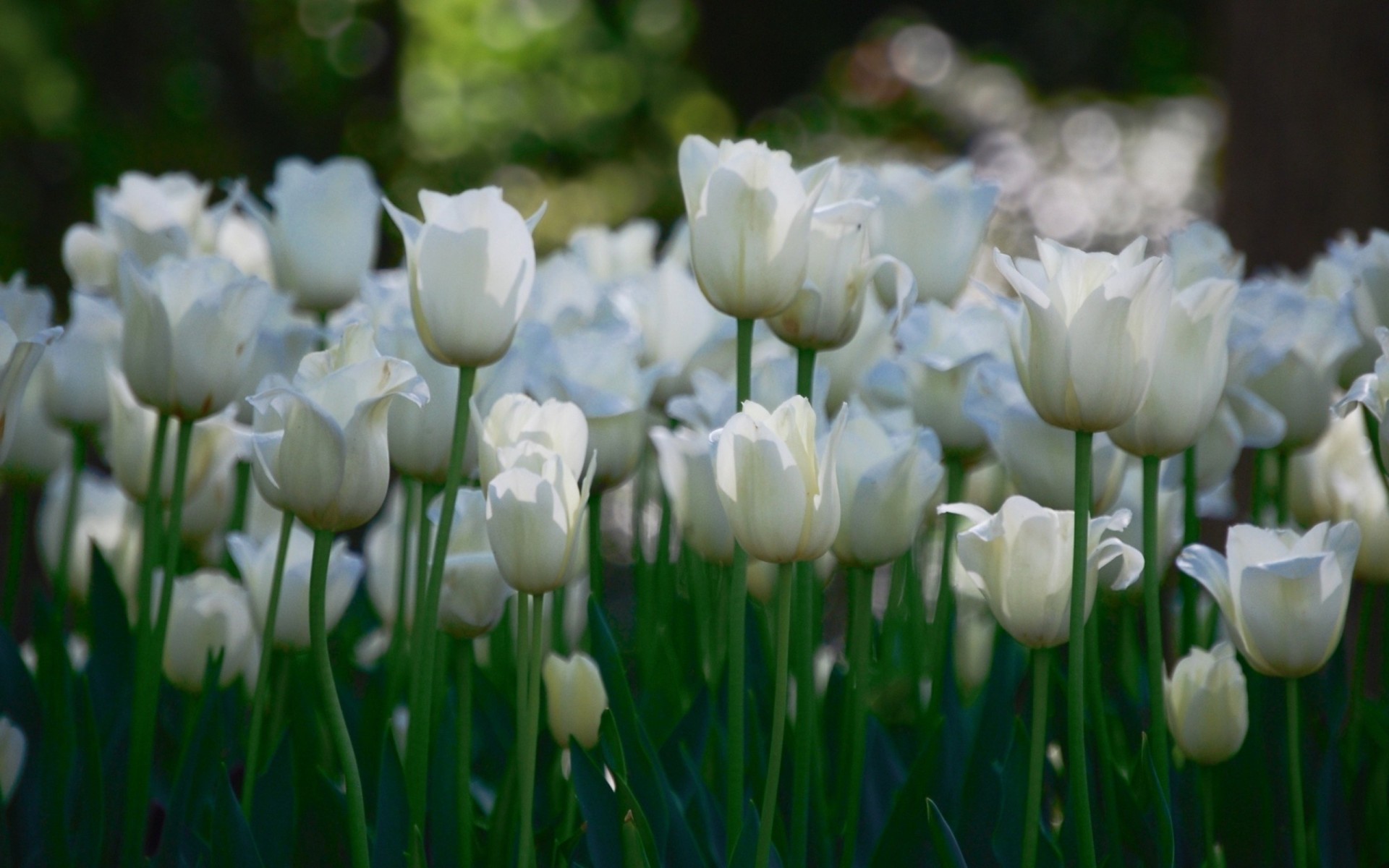 steli bokeh tulipani campo bianco petali