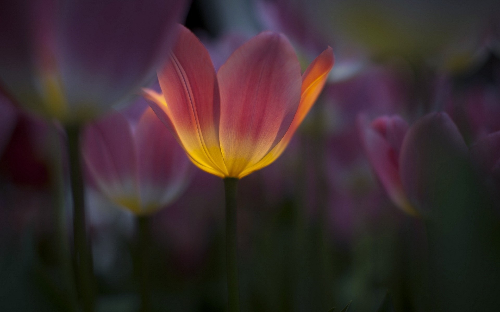 blume natur tulpen