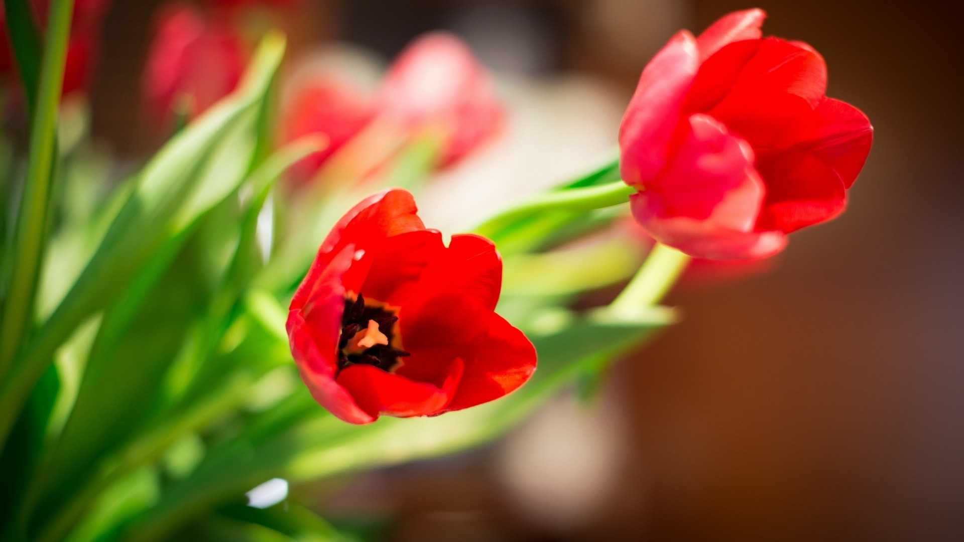 natur blumen tulpen