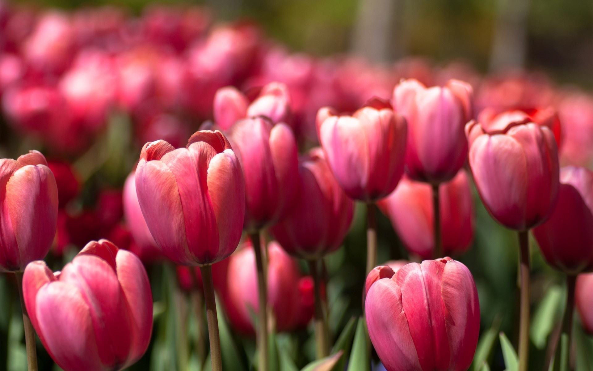 molti rosa primavera tulipani