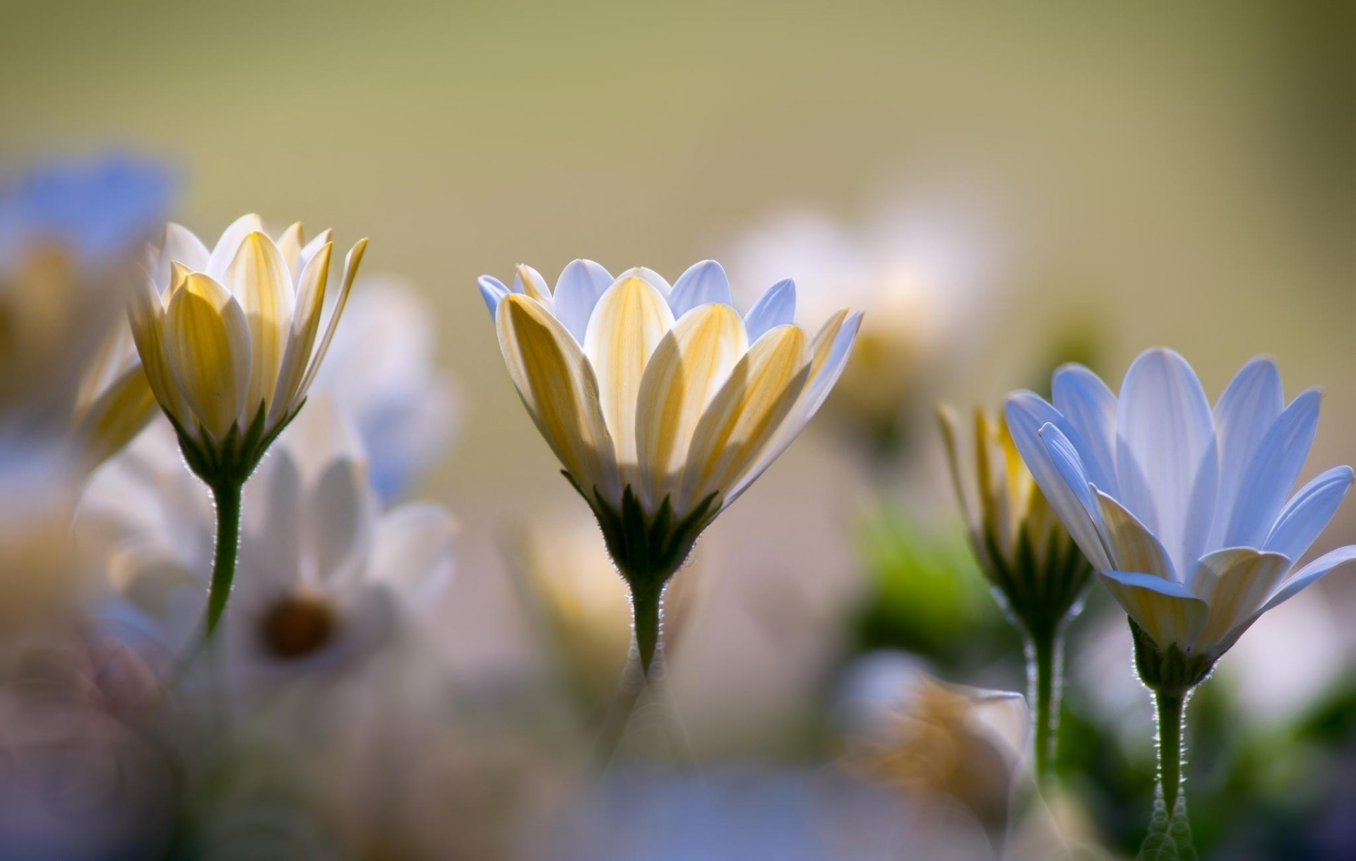 macro bokeh crisantemos flores blanco