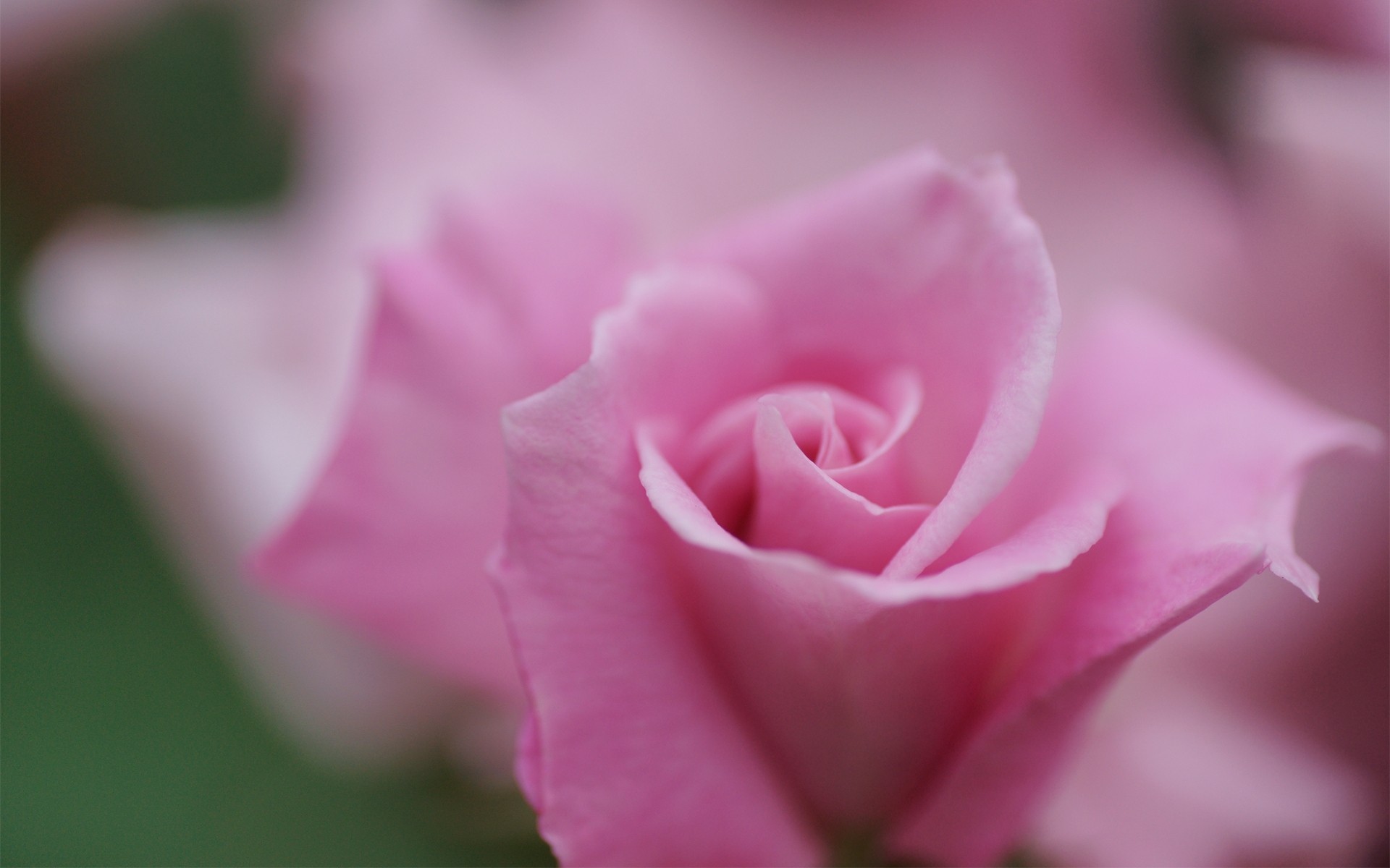 macro rosa flor rosa