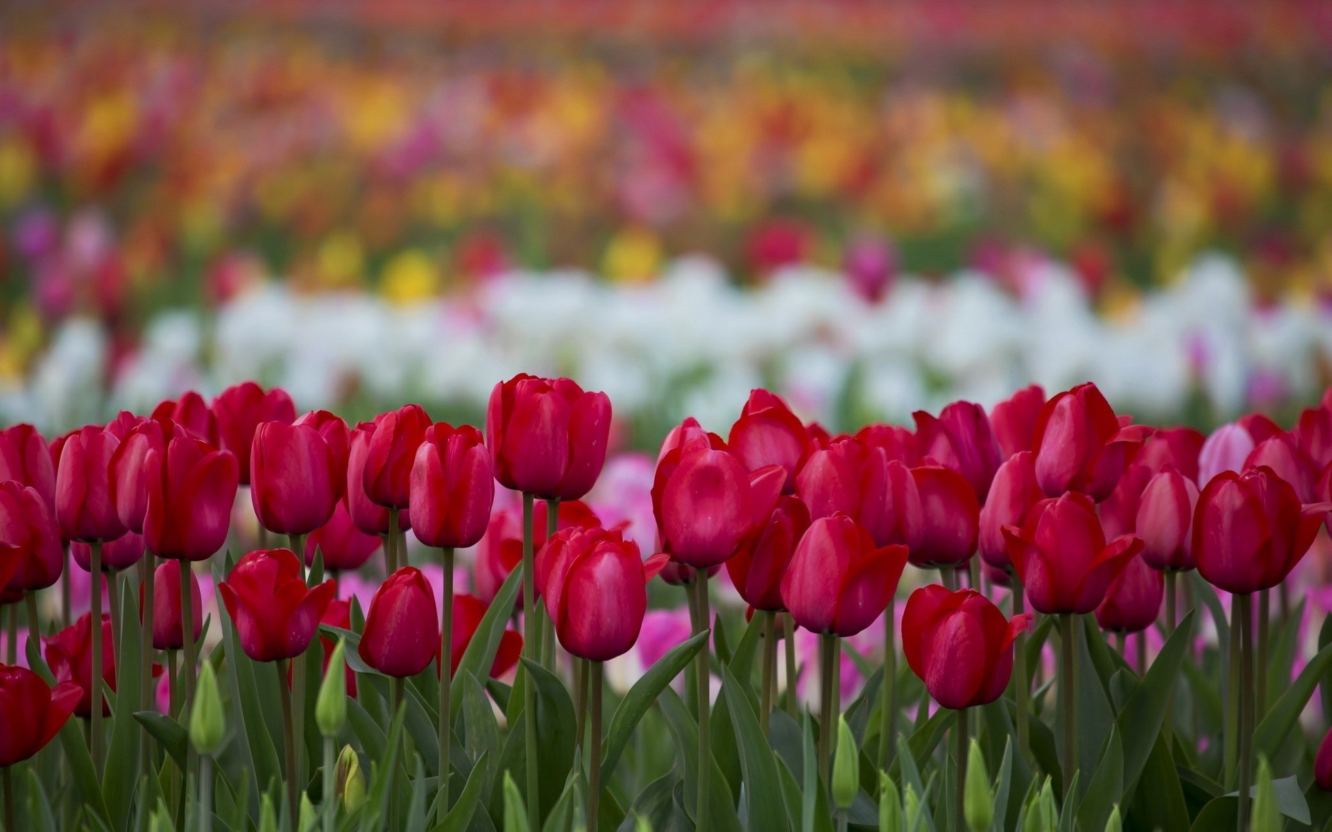 nature fleurs tulipes