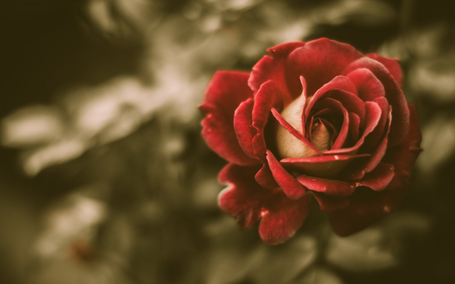 vintage flower rose