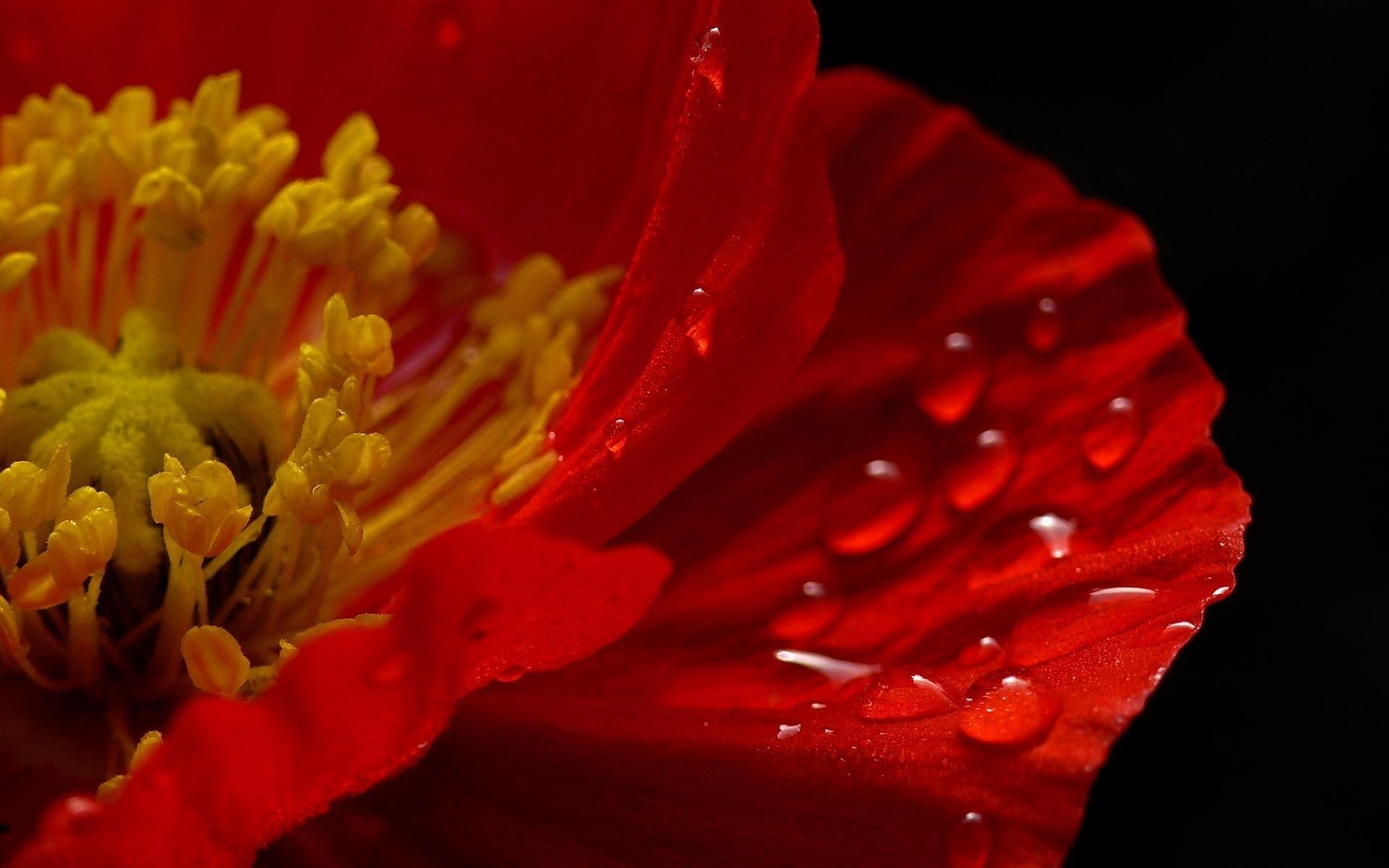 macro papavero fiore rosso