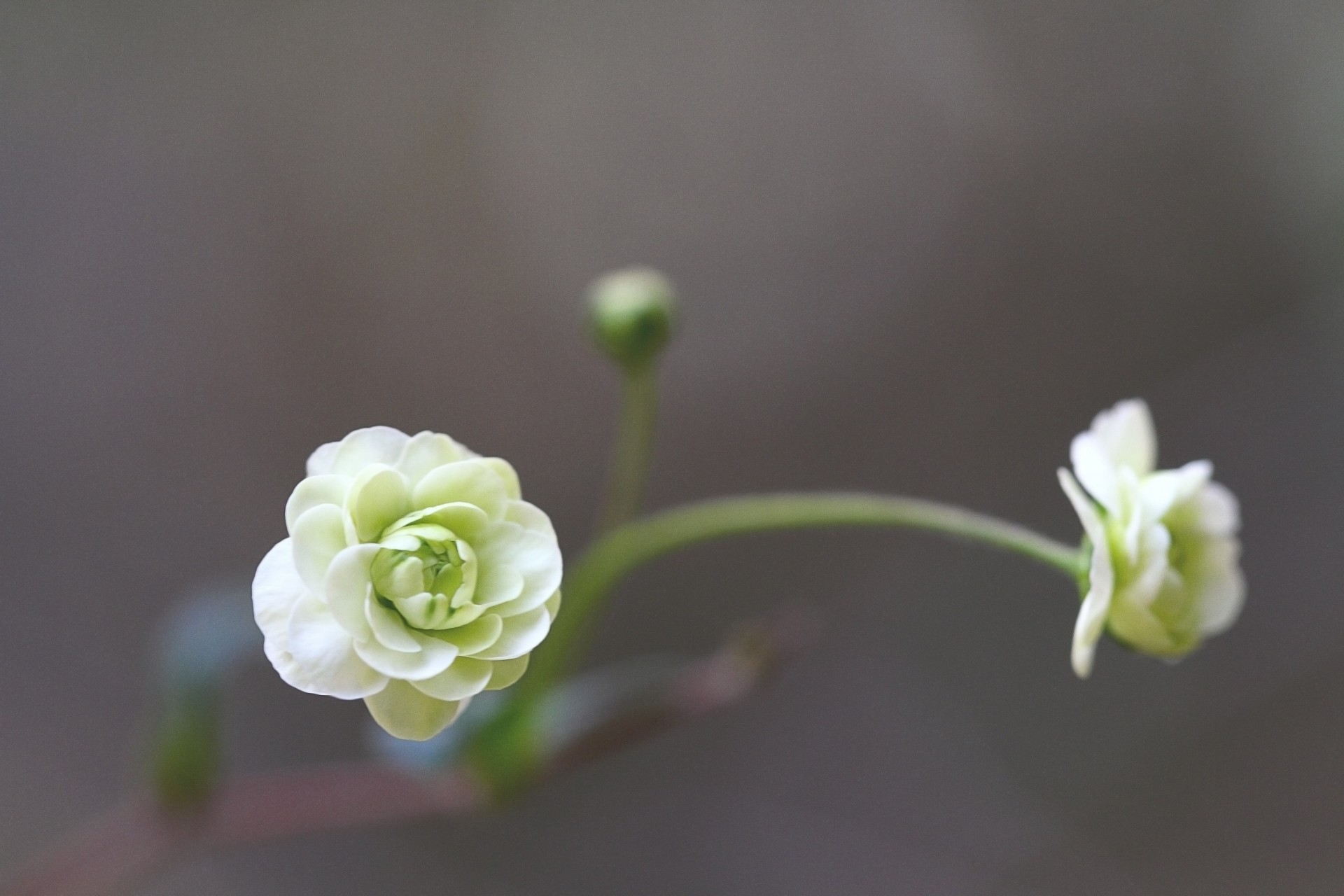 fond camélia fleurs flou blanc