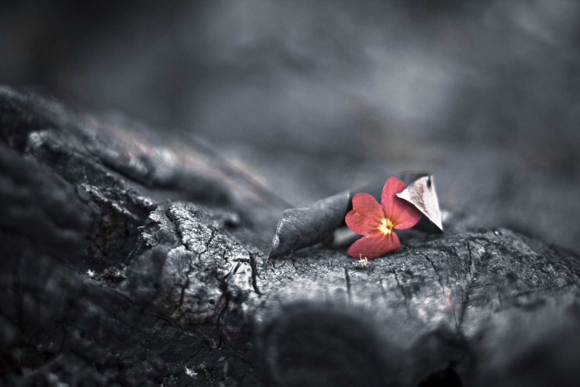 flower bokeh red black and white