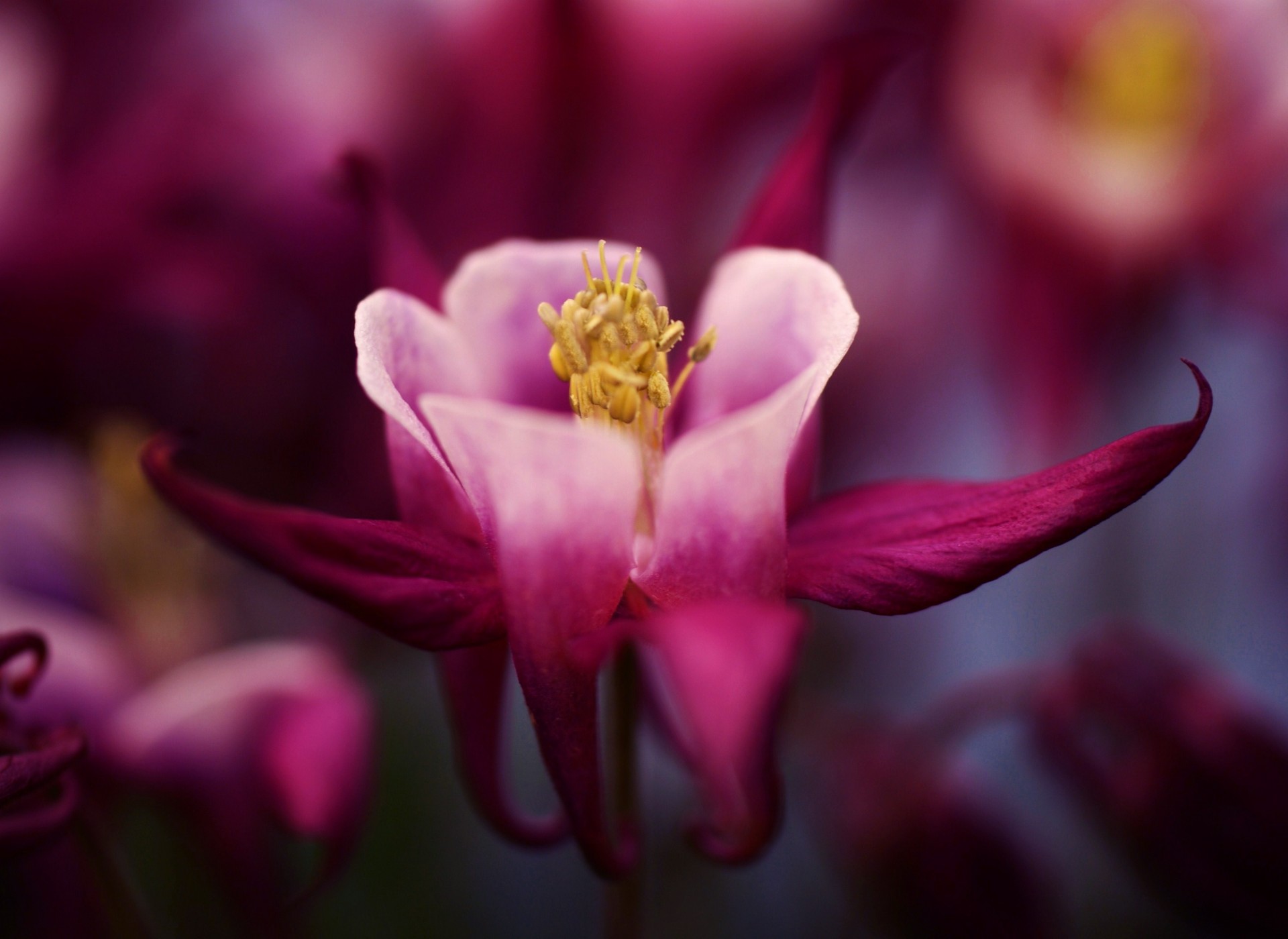 macro campo fiore borgogna petali