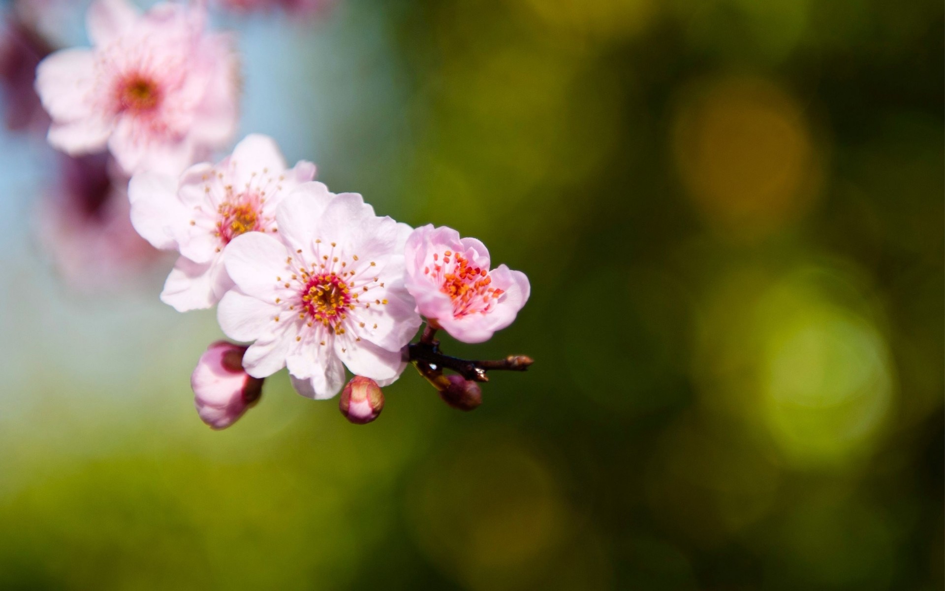 mise au point flou brindille flou rose éblouissement sakura