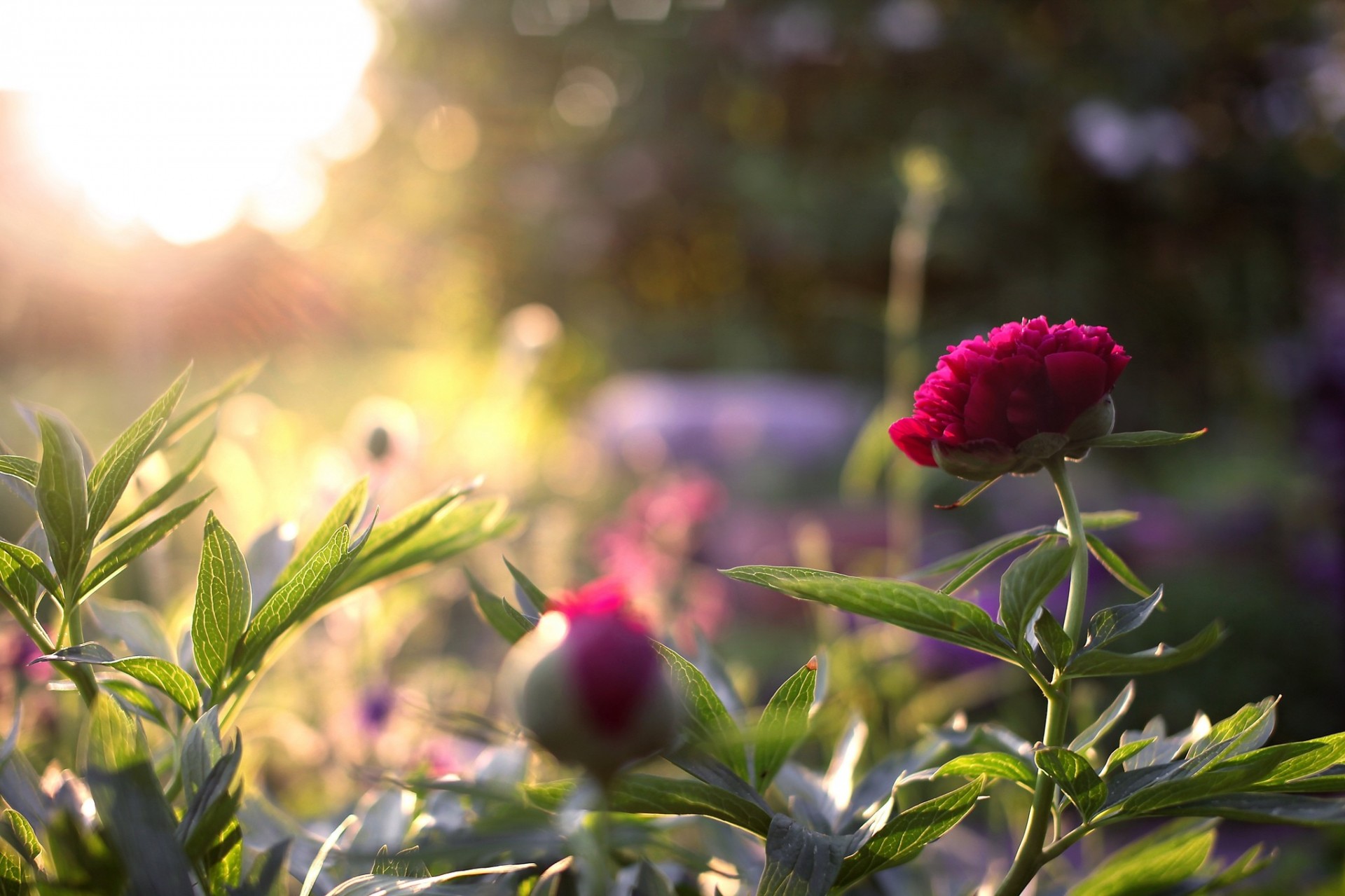 aiuola fiori peonie giardino