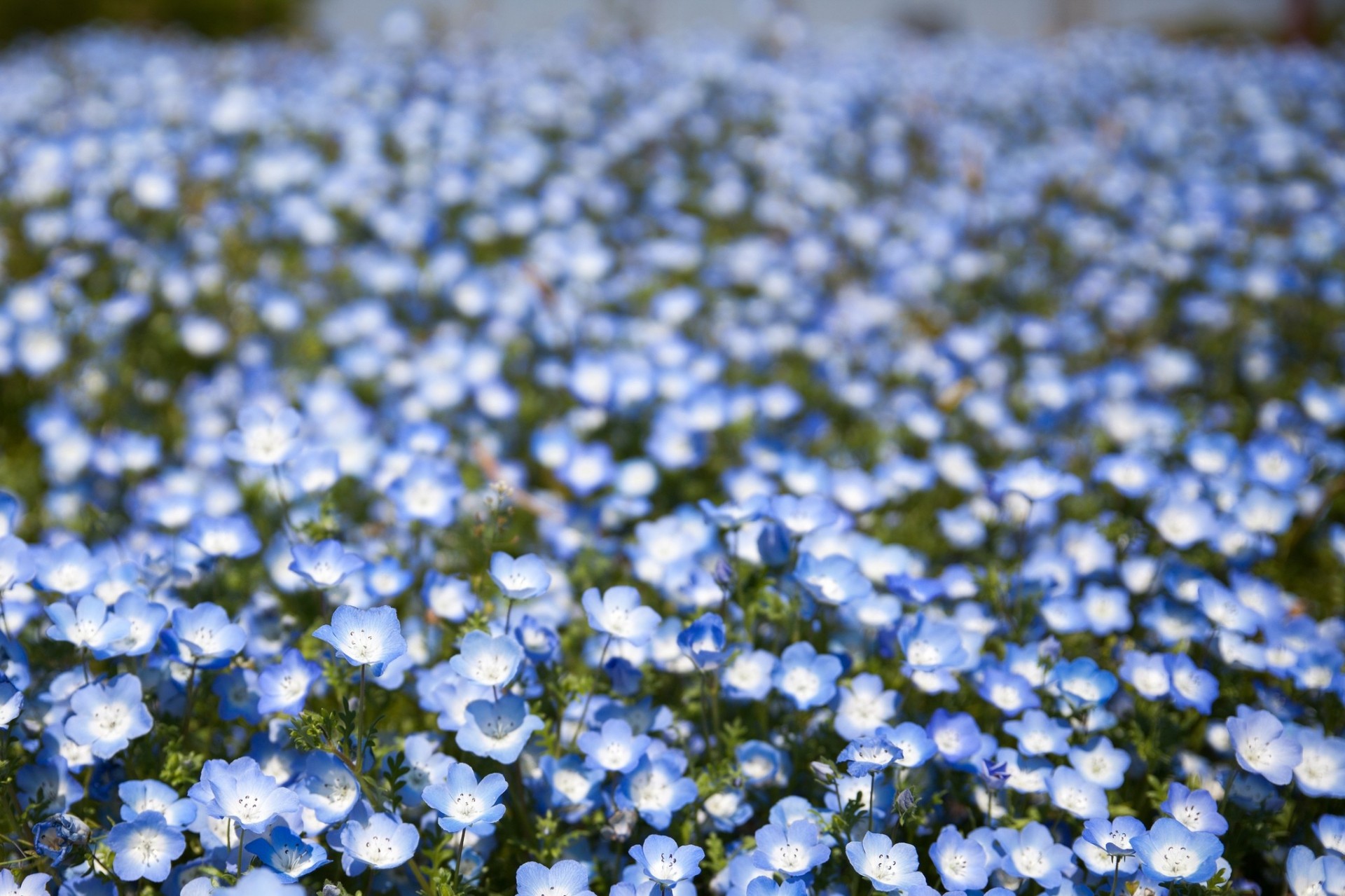 bokeh nemophila unschärfe blumen feld blau blütenblätter