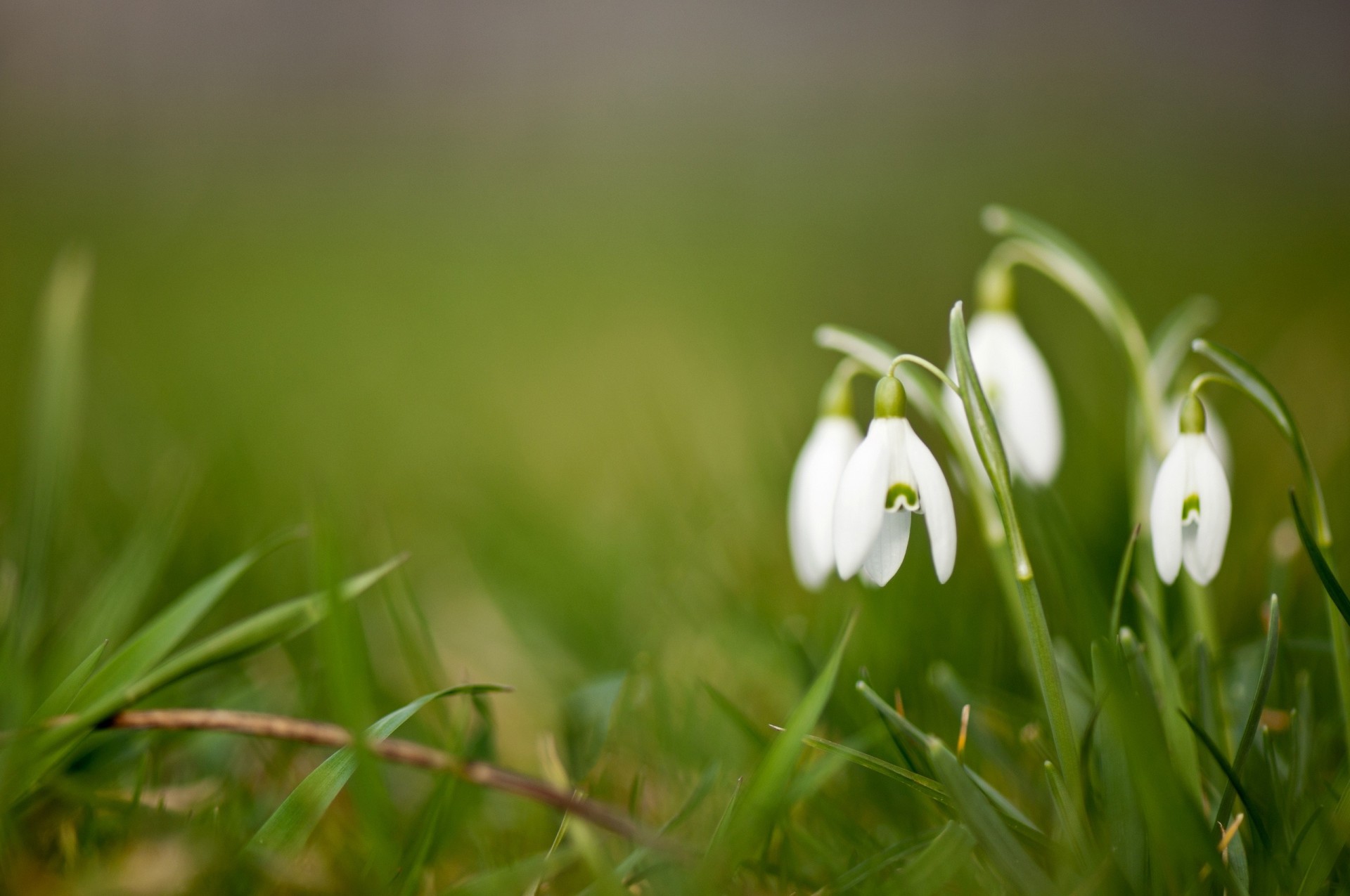 background snowdrops green white flower