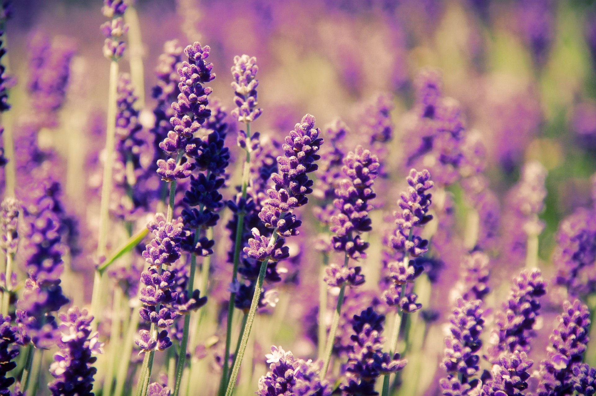 feld frühling flieder blumen