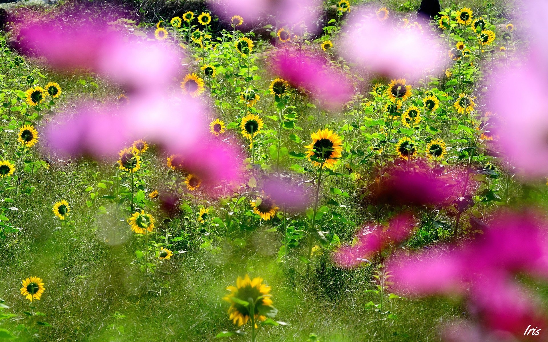 flower blur pink sunflowers the field focu