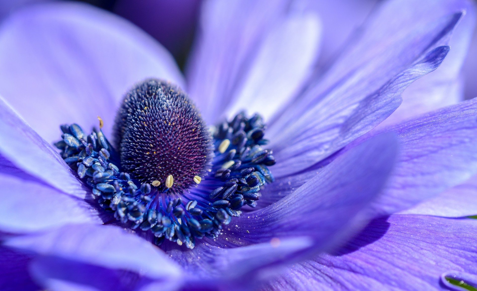 fleur nature belle violet macro pétales