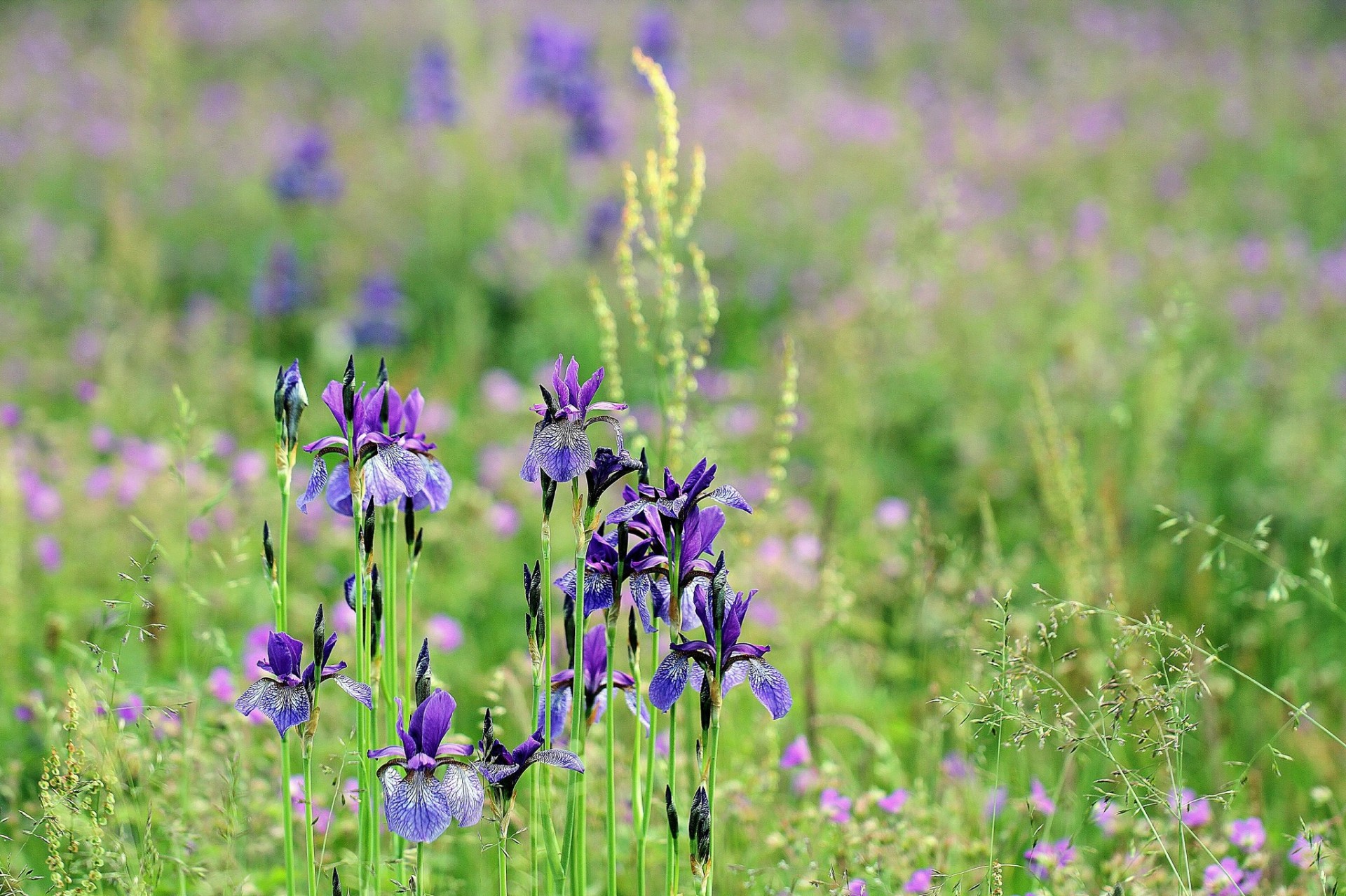 campo hierba verano flores iris