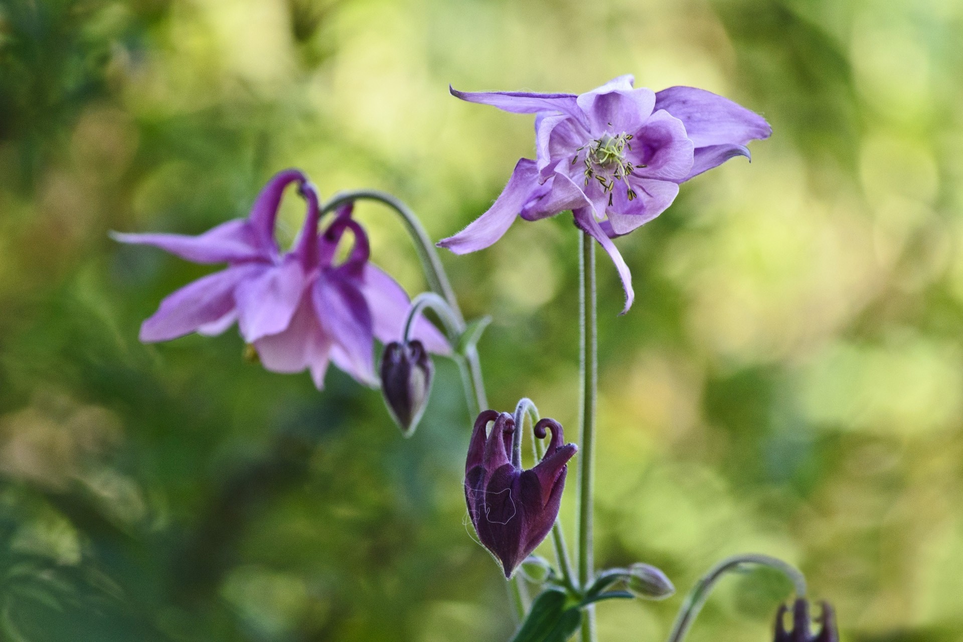 liliowe tło kwiaty pasemka aquilegia zlewnia orlik