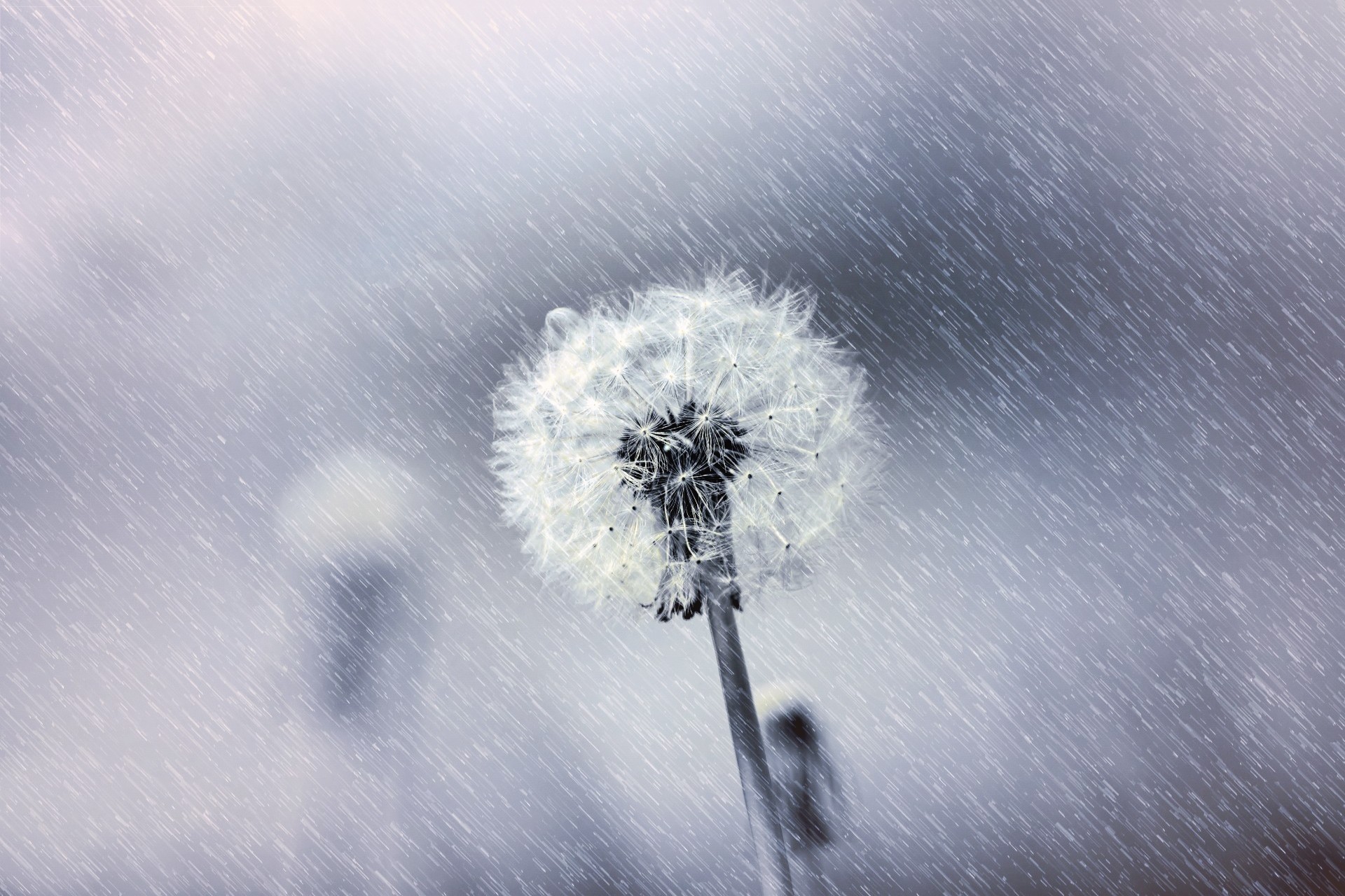 dandelion rain flower