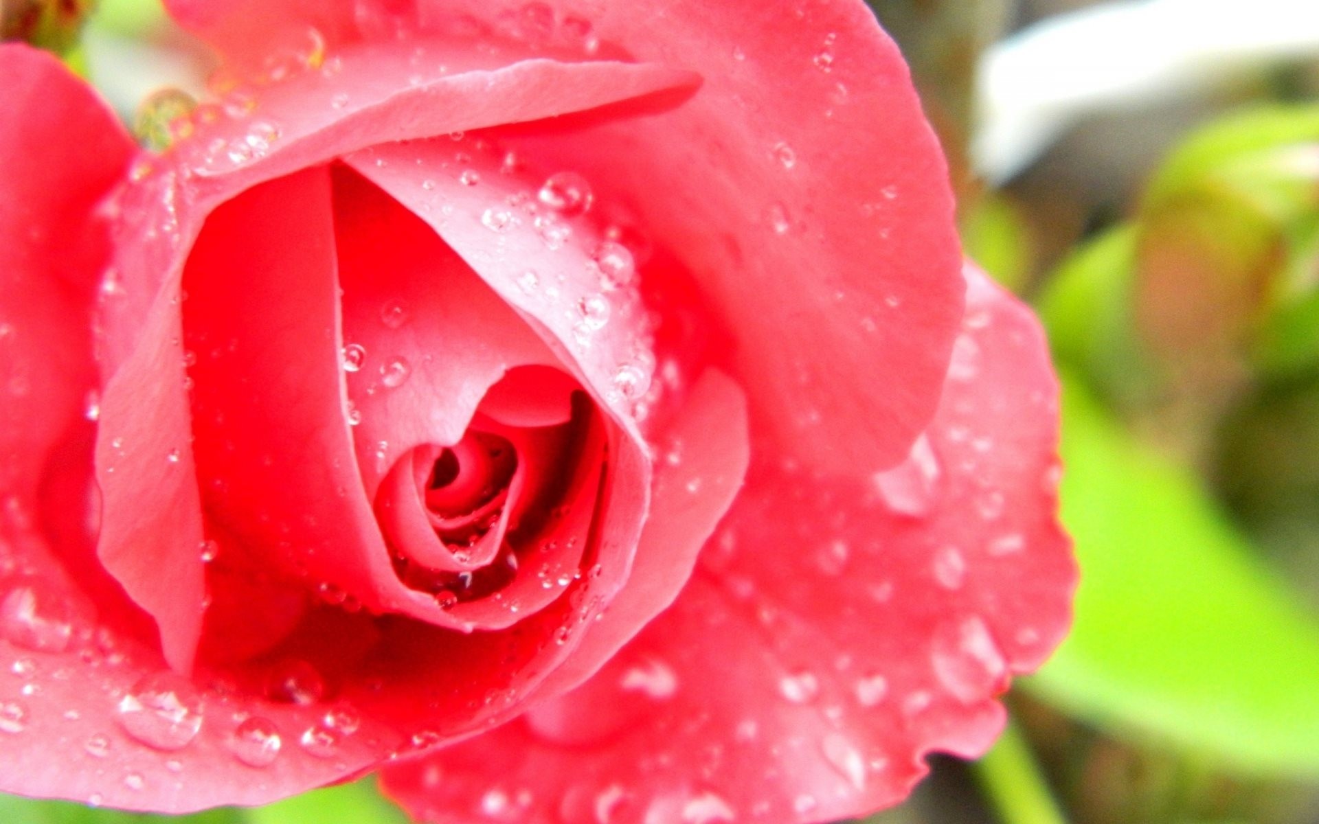 close up rose bud